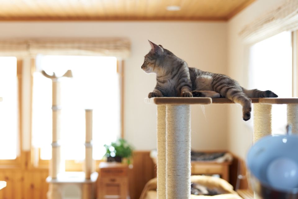 ペットと暮らす