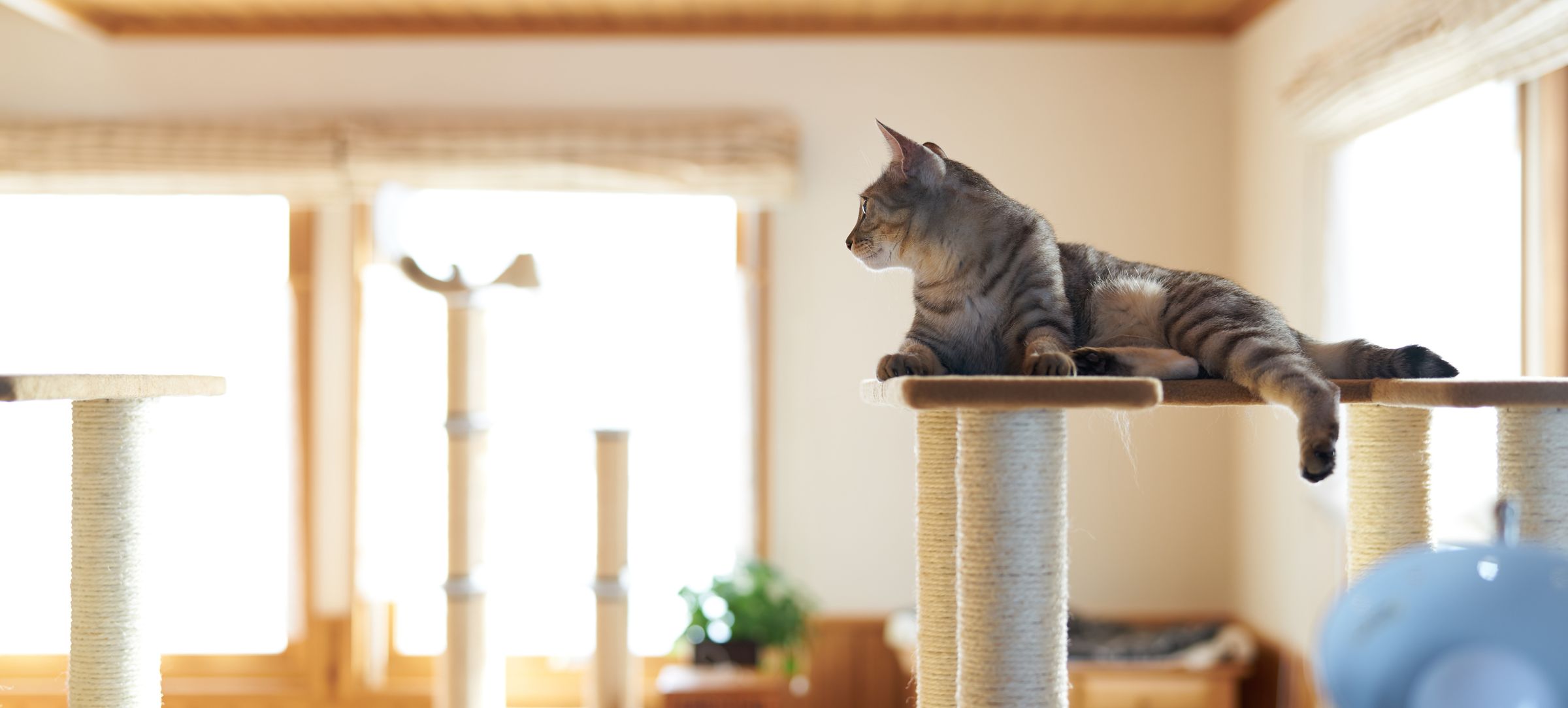 ファーストクラスマイライフ - ペットと暮らす